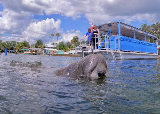 Fun 2 Dive - Swim with Manatees - Thumbnail