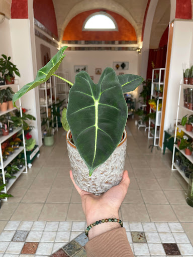 Greengallery di Nobile Riccardo - Thumbnail
