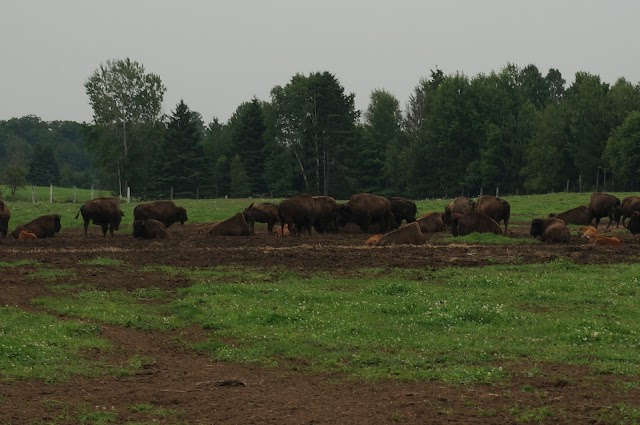 Bison Lanaudière / La Terre des Bisons