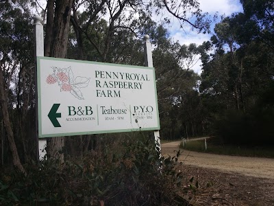 Photos of Pennyroyal Raspberry Farm