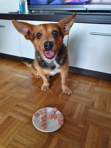 Ambulatorio Veterinario "Salvatore Pepe" - Thumbnail