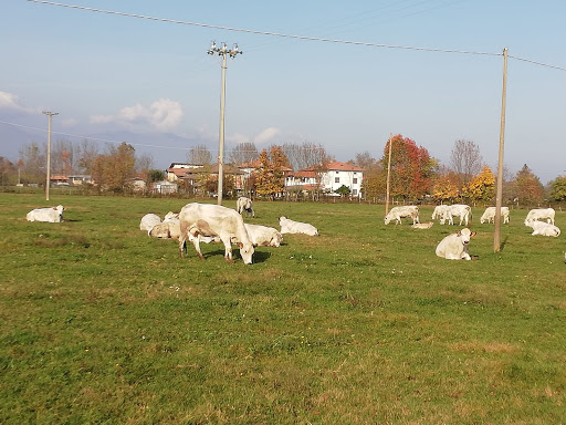 Macelleria Frison Spaccio Agricolo Cascina Dosso Gallery - Italy