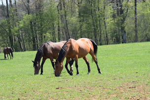 Photo n°28 de Domaine des Loches à Mazerny (Lodge)