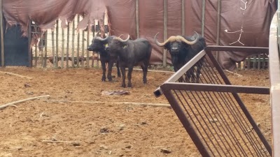 Photos of Bulkop