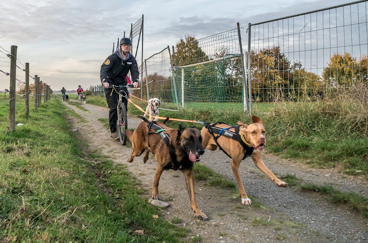 Hundeschule Wolfsrudel photo