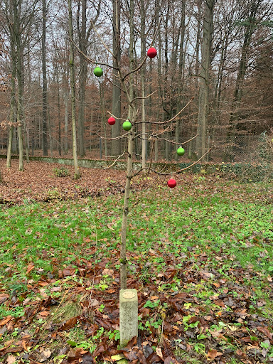 Agnes‘ Baum - Visual
