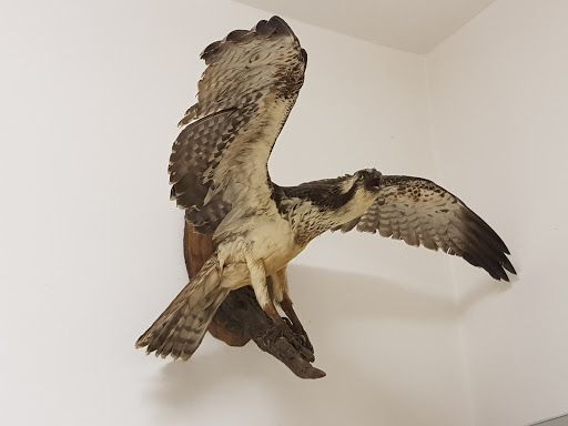 Comune di Stazzano Museo civico storia naturale