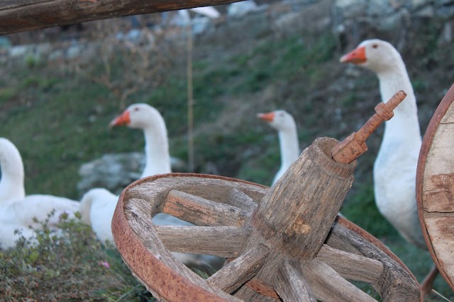 The Nut And The Witch