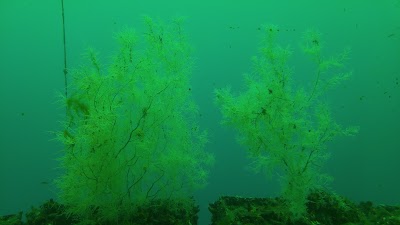 Photos of Milford Deep Underwater Observatory