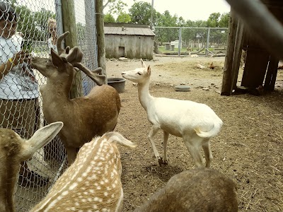 Rainbow Ranch Petting Zoo