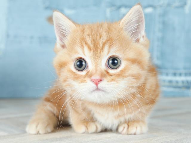 ペッツファースト 原宿店