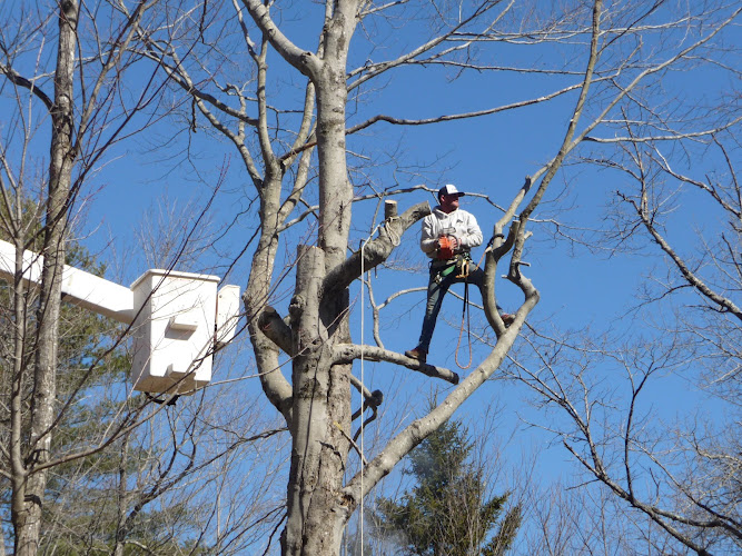 Arthur Heino Jr Tree Service, LLC