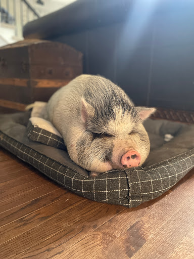 Safe in Austin - Thumbnail