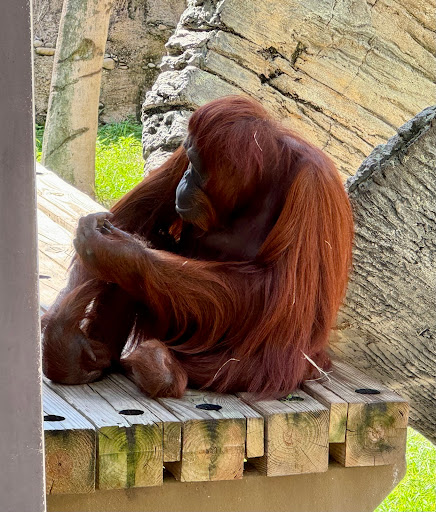 Orangutan Habitat - Thumbnail