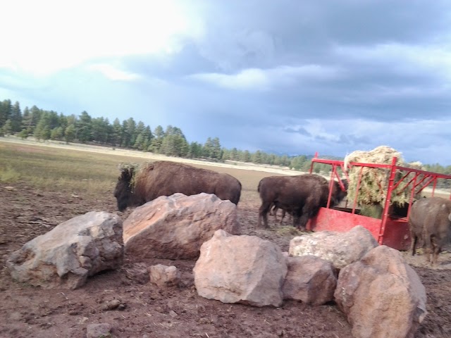 Bearizona Wildlife Park