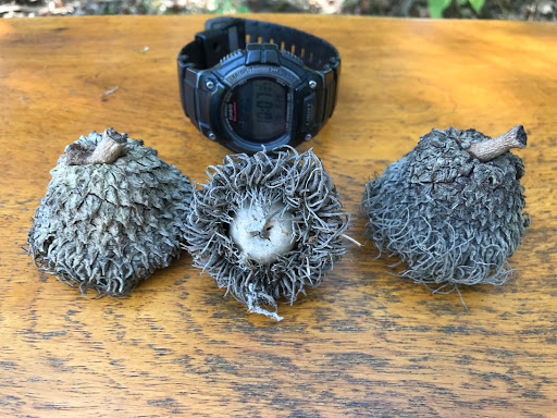 Bur Oak - Visual