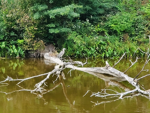 Pine Dunes Forest Preserve - Thumbnail