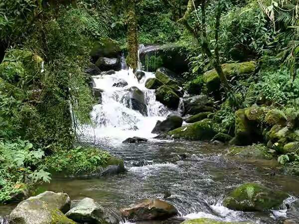 Sinharaja Rain Forest