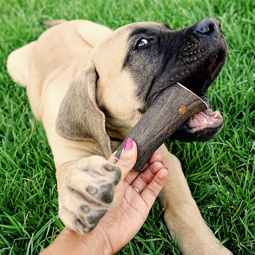 Area-Dog - Visual