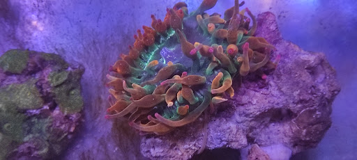 ReefSnow.com