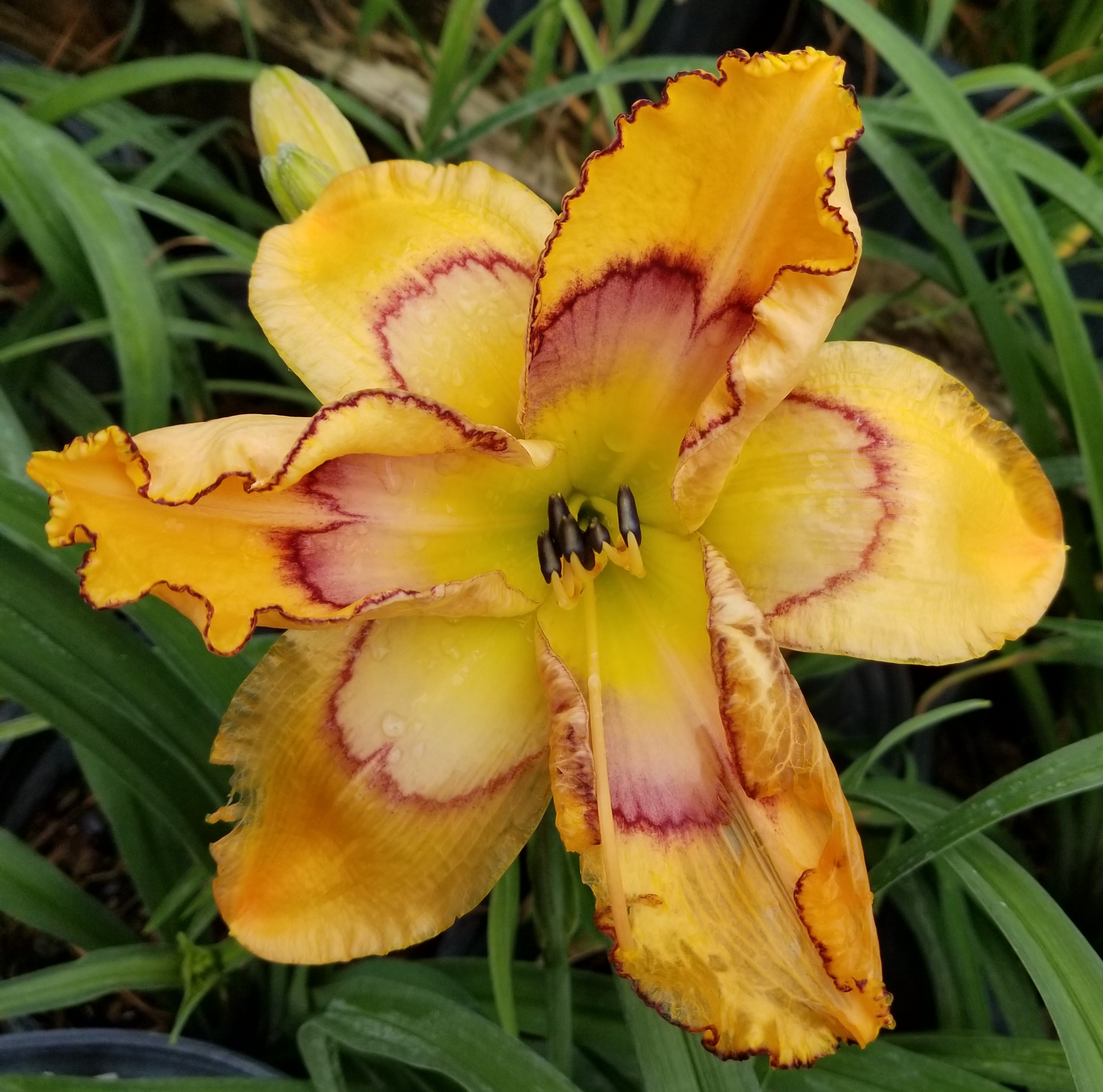 Crystal Coast Gardens