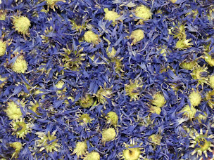 Photo n°10 de Melilotus à Chanteix (Ferme bio)