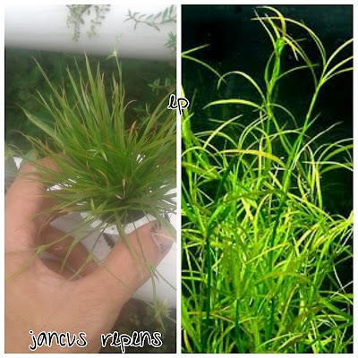 Photos of Toko Tanaman Aquascape/Hidroponic