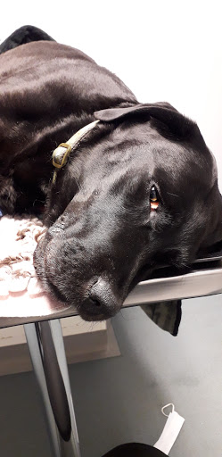Vets for Pets Barnsley - Thumbnail