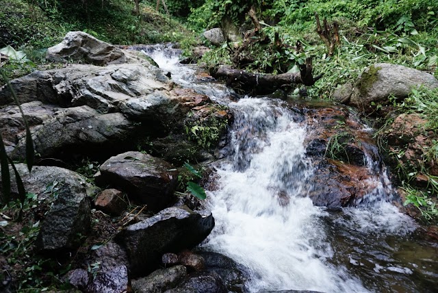 Flight of the Gibbon