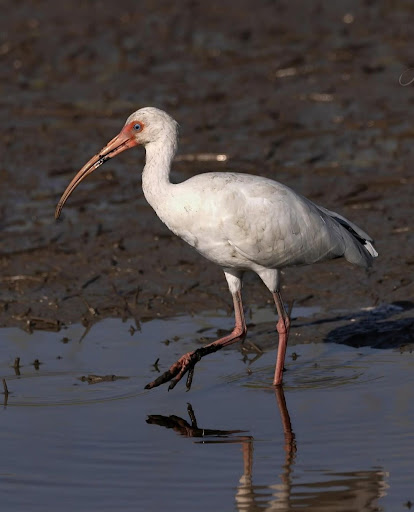 IBIS TOURS TAMARINDO