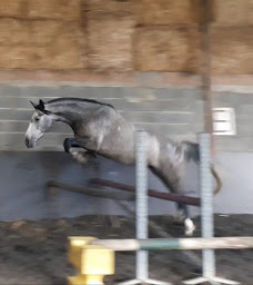 Photo n°6 de Les Écuries de Nandax à Nandax (Éleveur de chevaux)