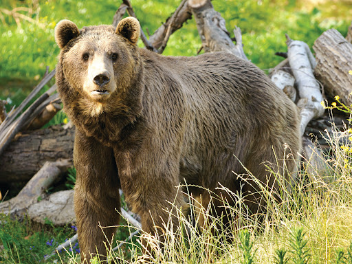 Wildheart Animal Sanctuary, Isle of Wight