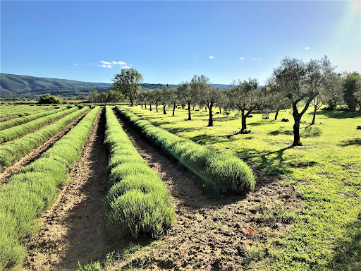 Andrea CHAMPREDONDE - Tardy Immobilier - Luberon