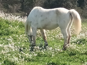 Photo n°19 de Les cavaliers du Ventoux à Mazan (Centre équestre)