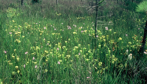 Awendaw Savanna - Thumbnail