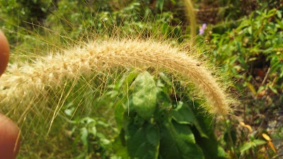 Photos of Paniyawala Rain Forest
