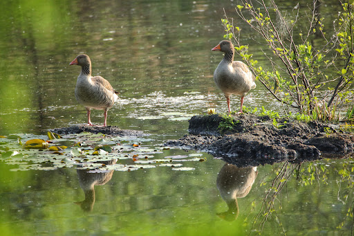 Biotopo di Lago Pudro - Thumbnail