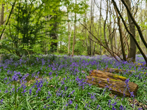 Pound Wood Nature Reserve Gallery - United Kingdom