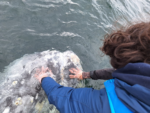 Whale Magic Tours Gallery - Mexico