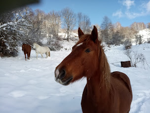Photo n°13 de Chevauchées sauratoises, La Ferme Equestre de Thomas et Elsa à Bédeilhac-et-Aynat (Centre de sports d'aventure)
