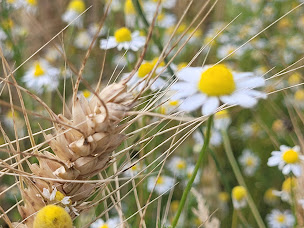 Photo n°68 de La mie du Paysan à La Chapelle-du-Châtelard (Pâtisserie)