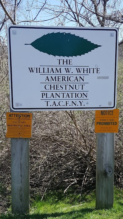 William W. White American Chestnut Plantation