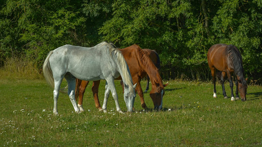 Ayr Equestrian South Mains, Corton Road, Ayr KA6 6BY, United Kingdom