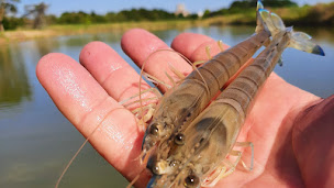 Photo n°3 de Ets Rossignol Sébastien Production Vente de crevettes imperiales à Mornac-sur-Seudre (Ferme aquacole)