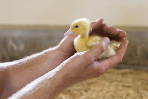 Photo n°10 de Le Gaveur du Kochersberg à Willgottheim (Producteur de foie gras)