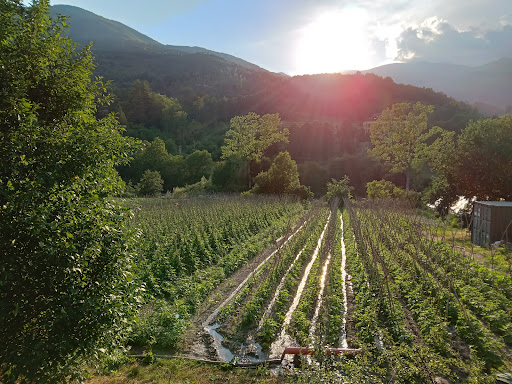 Azienda agricola Isola Scura