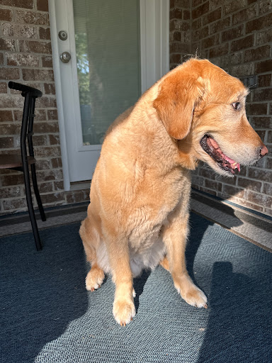 Blue Angel Pet Salon Gallery - United States
