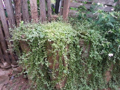 Photos of Gem Villa Botanical Garden