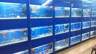 Photos of Scales And Fins.