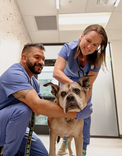 Thrive Pet Healthcare Specialists San Antonio